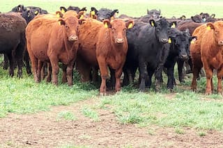 Un análisis sobre la sequía, la proyección de faena y la recomposición de los precios