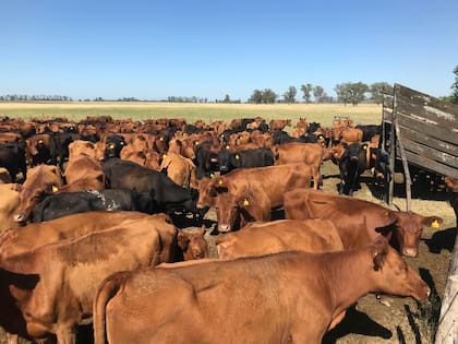 La sequía impactó sobre la producción del productor