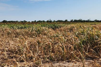 La sequía literalmente "quemó" los cultivos