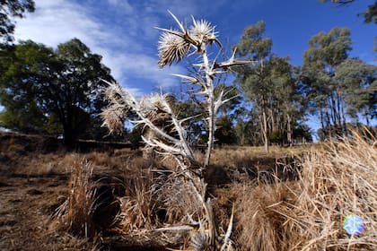 La sequía preocupa a los agricultores y ganaderos del estado australiano de Nueva Gales del Sur