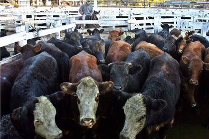 El precio del asado bajó en la Patagonia tras la flexibilización de la barrera sanitaria