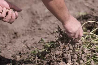 La sequía que redujo el rinde promedio de casi el 30% y con un área sembrada reducida un 10% aproximadamente