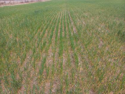 La sequía recortó proyecciones de cosecha de trigo 