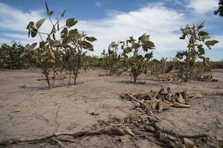 Y después de la sequía, ¿qué?