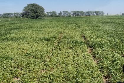 La sequía tuvo un impacto importante en varias regiones