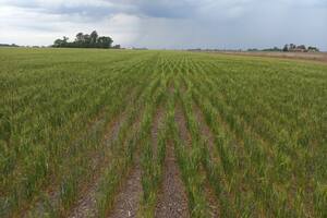 La sequía y las heladas tardías golpearon la región triguera