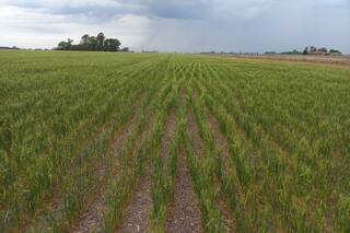 Trigo: de un círculo virtuoso a una medida que patearía el tablero