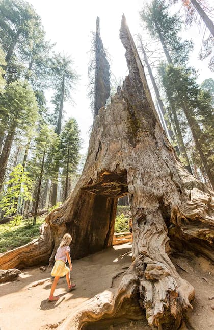 La sequoia conocida como Dead Giant Tunnel Tree, en Tuolumne Grove.