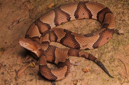 La serpiente Cabeza de Cobre es una de las más fáciles de identificar debido a sus colores