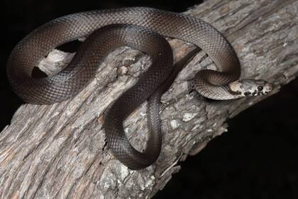 La serpiente cabeza pálida hallado por la pareja de Sidney tenía apenas 20 centímetros por tratarse de un ejemplar joven, pero de adulto, este ofidio puede llegar a medir casi un metro de longitud