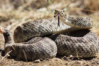 La serpiente de Cascabel es sencilla de identificar producto de su particular cola