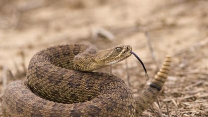 La serpiente de cascabel está catalogada como la más peligrosa de Estados Unidos