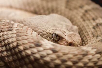 La serpiente de cascabel estaba escondida en el baño / Imagen ilustrativa