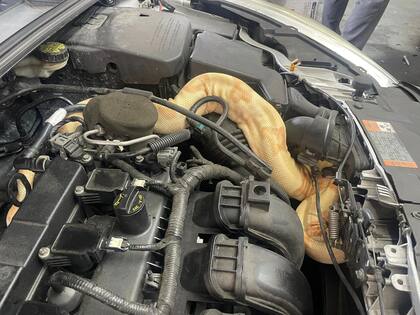 La serpiente de dos metros estaba escondida en el motor de un Ford Focus