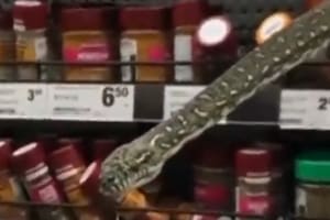 Terror en el supermercado: se encontró una pitón de tres metros en una góndola