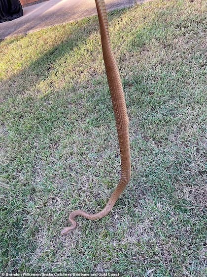 La serpiente encontrada en la propiedad australiana