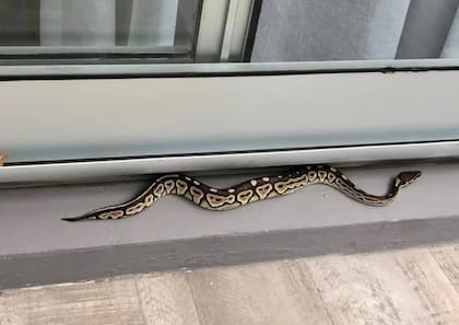 La serpiente estaba atrapada en el balcón del departamento de Palermo