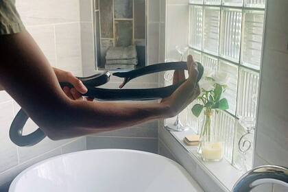 La serpiente fue identificada como una Coluber flagellum, una especie bastante esbelta, de escamas suaves y rápidos movimientos que habita en los desiertos del suroeste de Estados Unidos