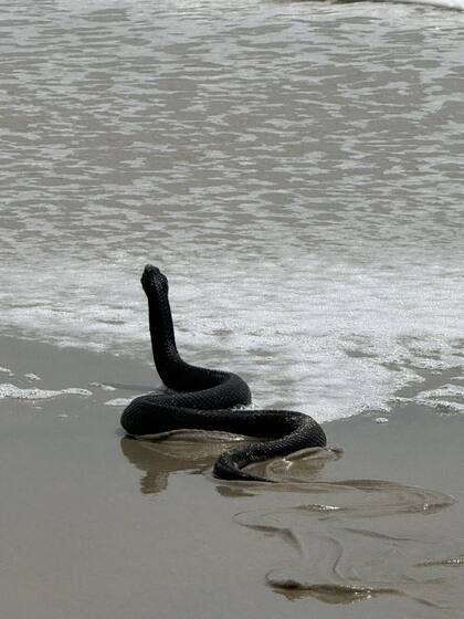 La serpiente hocico de cerdo oriental fue reubicado por el personal de control de animales local
