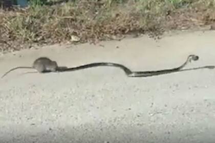 La serpiente lleva en su boca a la cría de la rata, pero la mamá roedora comienza a hacer todo lo posible para salvar a su bebé