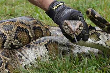 La serpiente pitón tiene la capacidad de captar presas de todo tipo de tamaño  (Joe Cavaretta/South Florida Sun-Sentinel via AP, File)