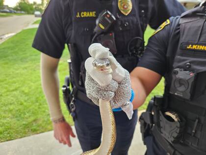 La serpiente rata occidental es común en Oklahoma, sirve como controladora de plaga de roedores