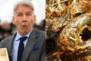 Descubrieron una nueva especie de serpiente y la bautizaron Harrison Ford