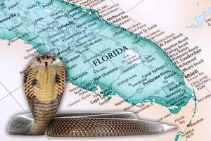 La serpiente venenosa que vuelve a aparecer en primavera en Florida