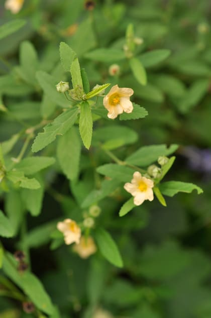 La Sida rhombifolia tiene una larga floración y produce infinidad de semillas.