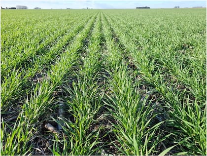 La siembra de trigo se inicia el mes próximo