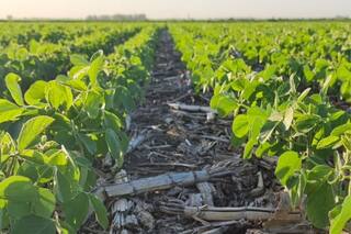 Producir con eficiencia, ser competitivos y mejorar el ambiente, todo en simultáneo