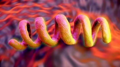 La sífilis es una enfermedad causada por la bacteria Treponema pallidum