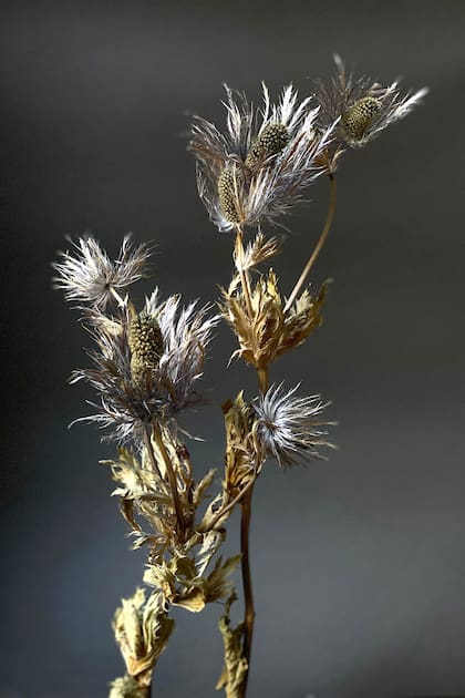 La silueta de Eryngium planum, en un ramo de la florista Irina K.