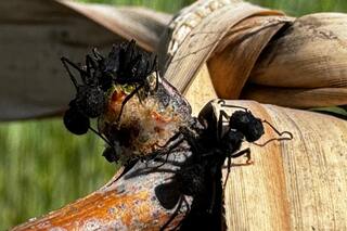 Las promesas incumplidas, los productos orgánicos y el particular comportamiento de las hormigas cortadoras