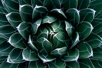 La simetría en la naturaleza llamó la atención por siglos