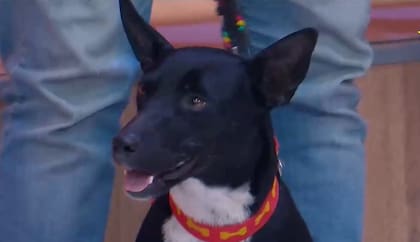 La simpata de la perrita se rob todas las miradas (Captura: El Trece)