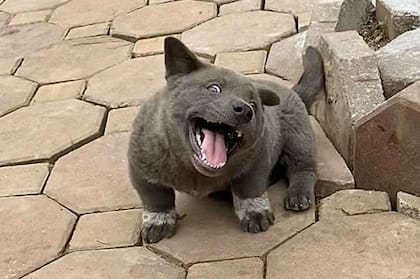 La simpática mascota tiene más de 80 mil siguidores en Facebook