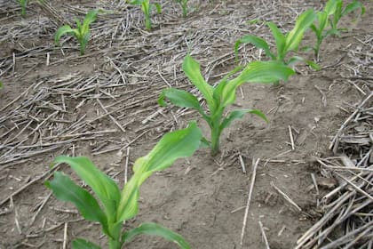 La sintomatología de deficiencia se observa con rayas de verde claro
