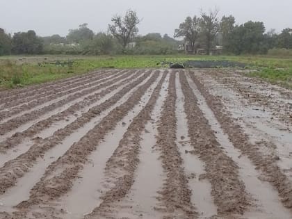 La situación afectó a unos 300 productores