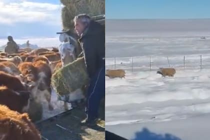 “Momento desesperante”: en el sur hay un millón de ovejas afectadas por la nieve y crece su mortandad