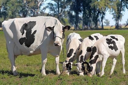 Beef on Dairy: la nueva tendencia en Estados Unidos con la cual los productores de leche ganan entre 800 y 1000 dólares por un ternero 7 La situación se ha vuelto tan atractiva que los precios de los terneros alcanzan entre 800 y 1000 dólares