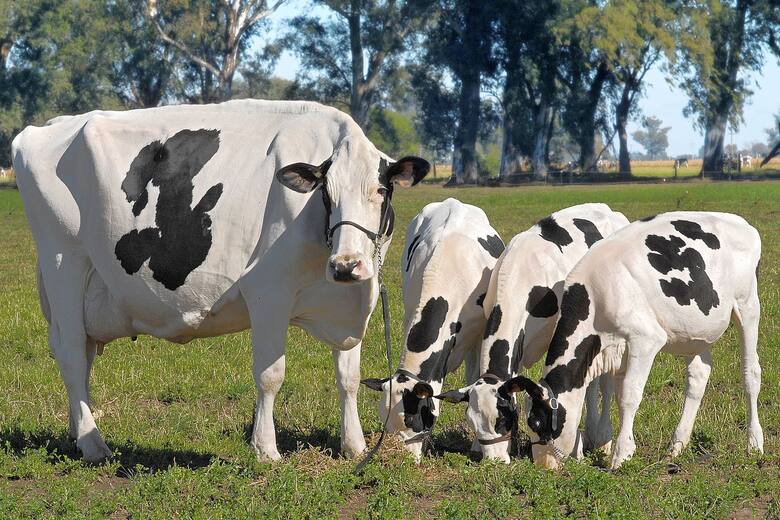 Beef on Dairy: la tendencia que está revolucionando el mercado lechero en Estados Unidos