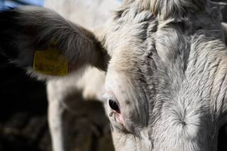Un barco con casi 3000 vacas procedentes de Uruguay está bloqueado en la costa de Turquía por falta de certificados