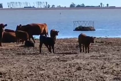 La situación también afecta a la ganadería