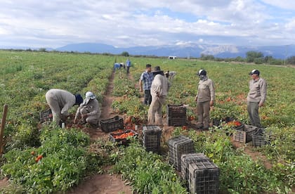 La situación también impacta en toda la cadena de valor: “No solo se afectan los productores. Hay viveros, empresas de cosecha, proveedores de insumos, mano de obra, industrias. Todo está integrado y funciona de forma coordinada. Si esto se rompe, es muy difícil de reconstruir”