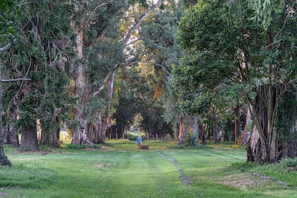 La soberbia e ininterrumpida avenida, uno de los grandes destacados de la estancia.