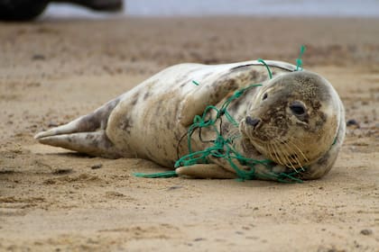 La sobreacumulación de plástico en el mundo es una crisis global