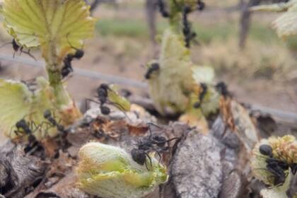 La sociedad moderna demanda otros alimentos y exige un sistema de producción amigable con el medio ambiente