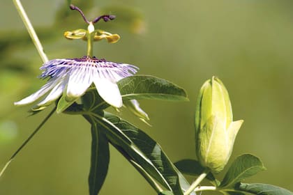 La sofisticada y atractiva mburucuyá (Passiflora caerulea) es nativa de los bosques y selvas de América subtropical