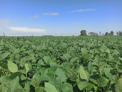 La soja atraviesa días con altas temperaturas